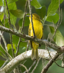 Iole indica