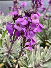 Matthiola incana