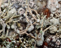 Roccella phycopsis