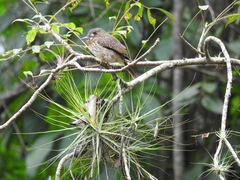 Malacoptila panamensis