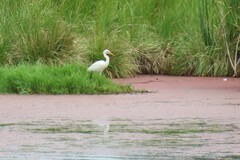 Ardea intermedia plumifera