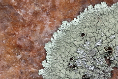 Xanthoparmelia plittii