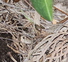 Armadillidium vulgare