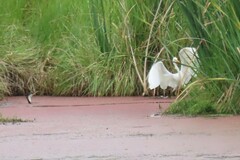 Ardea intermedia plumifera