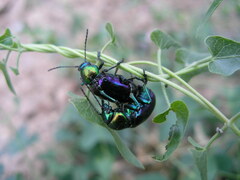 Chrysochares asiaticus