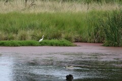 Ardea intermedia plumifera
