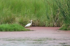 Ardea intermedia plumifera