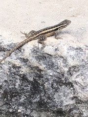 Sceloporus variabilis