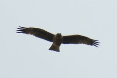 Hieraaetus morphnoides