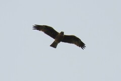 Hieraaetus morphnoides