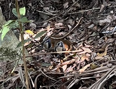 Pterorhinus pectoralis