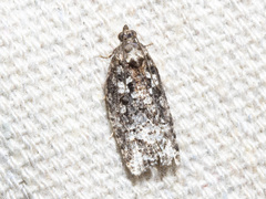 Thrincophora signigerana