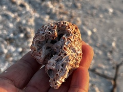 Petaloconchus varians