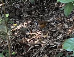 Pterorhinus pectoralis