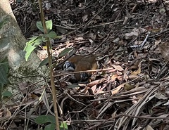 Pterorhinus pectoralis