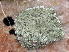 Xanthoparmelia plittii