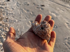 Petaloconchus varians