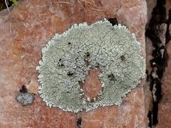 Xanthoparmelia plittii