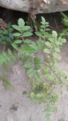 Solanum lycopersicum cerasiforme