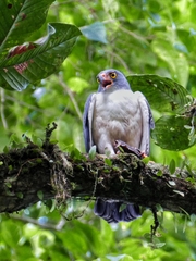 Leucopternis semiplumbeus
