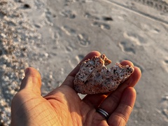 Petaloconchus varians