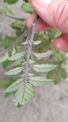 Solanum lycopersicum cerasiforme