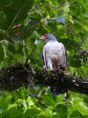 Leucopternis semiplumbeus