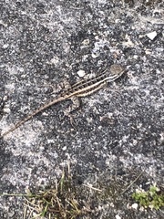 Sceloporus variabilis