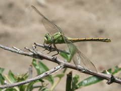 Ophiogomphus reductus