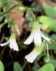 Oxalis alpina