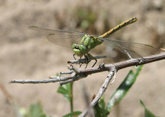 Ophiogomphus reductus