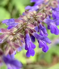 Salvia polystachia