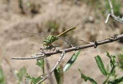 Ophiogomphus reductus