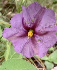 Lycianthes moziniana