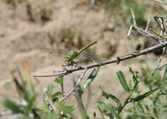 Ophiogomphus reductus