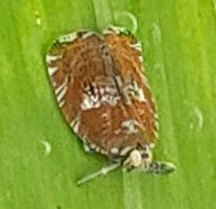 Lophopinae