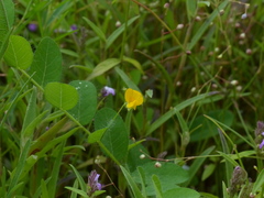 Crotalaria filipes