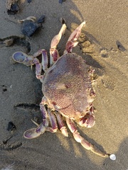 Ovalipes trimaculatus