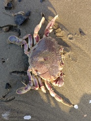 Ovalipes trimaculatus