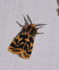 Ardices curvata