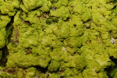 Chrysothrix candelaris