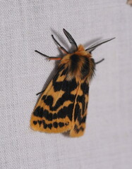 Ardices curvata