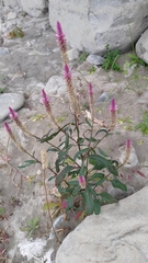 Celosia argentea