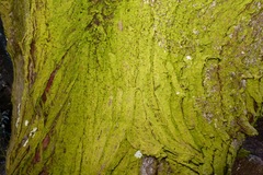 Chrysothrix candelaris