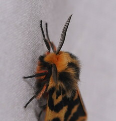 Ardices curvata