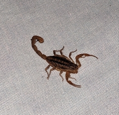 Centruroides limpidus