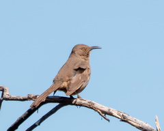 Toxostoma curvirostre