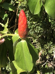 Costus scaber