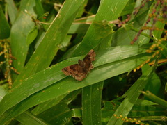 Pyrginae