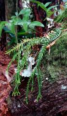 Phlegmariurus billardierei